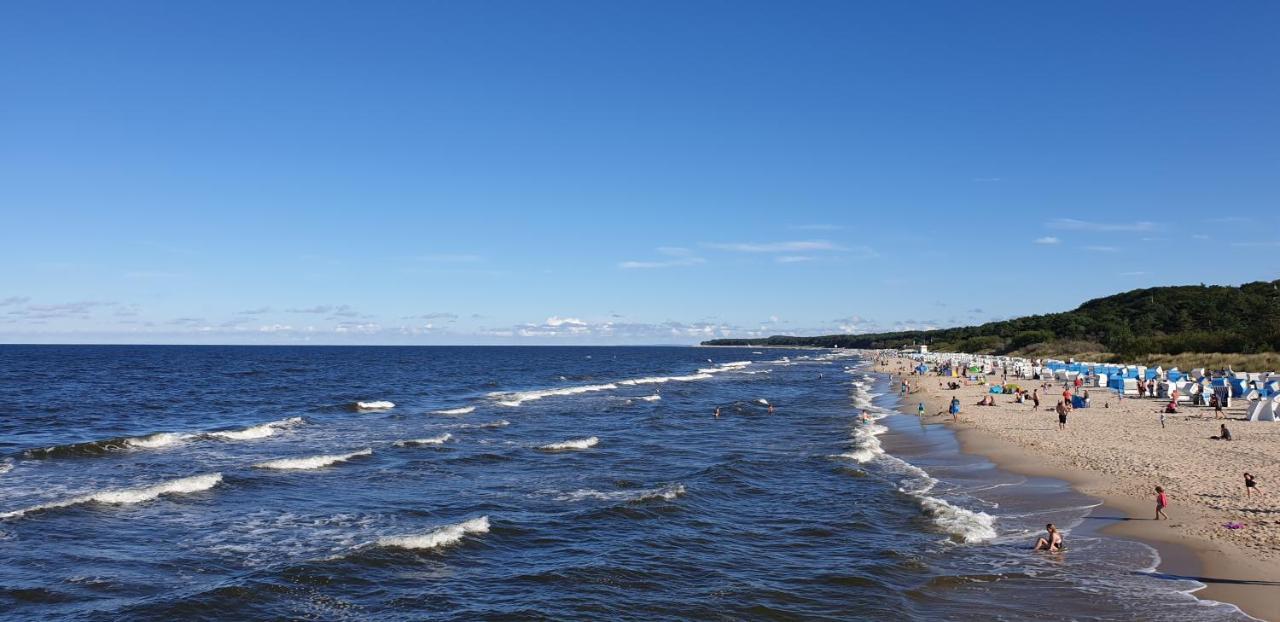 Stranddistel - Von 30 Bis 75 Qm *