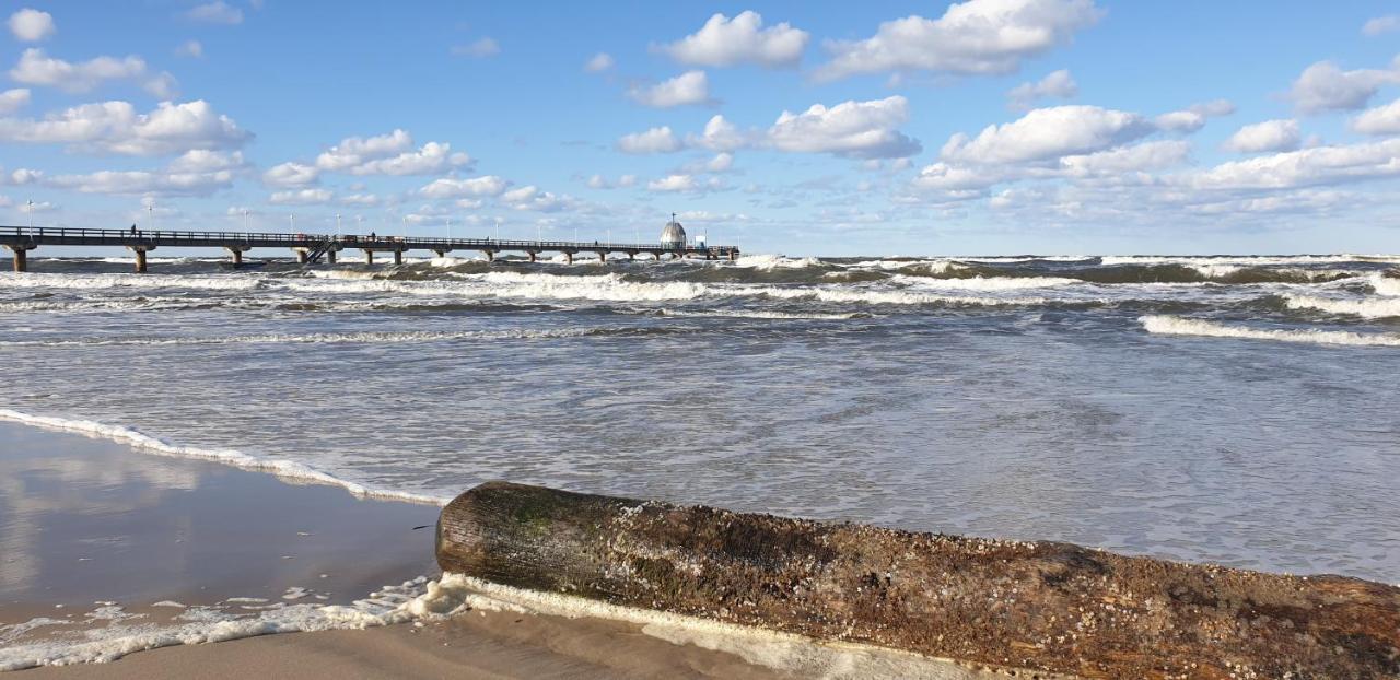 Stranddistel Ostseebad Zinnowitz
