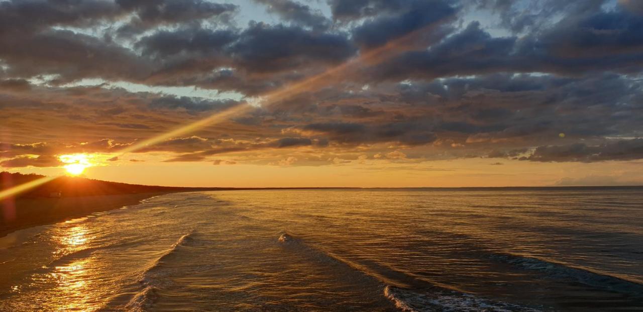 Stranddistel