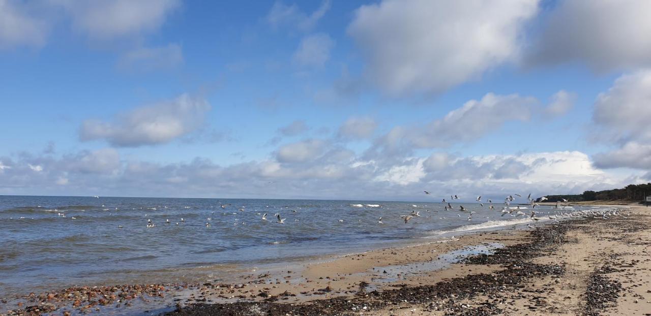 Stranddistel - Von 30 Bis 75 Qm * Zinnowitz