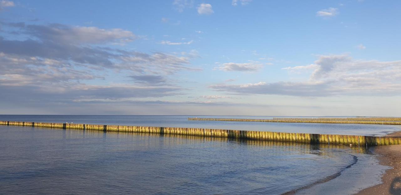 Stranddistel - Von 30 Bis 75 Qm *