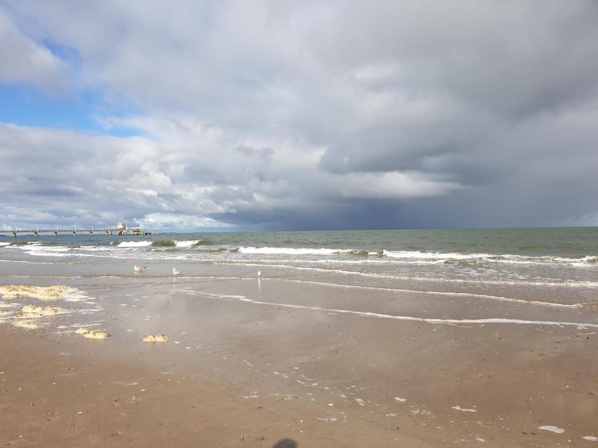 Stranddistel - Von 30 Bis 75 Qm * Zinnowitz