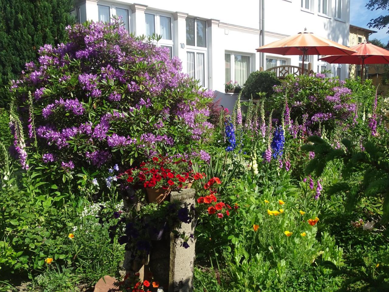 Stranddistel - Von 30 Bis 75 Qm * Zinnowitz